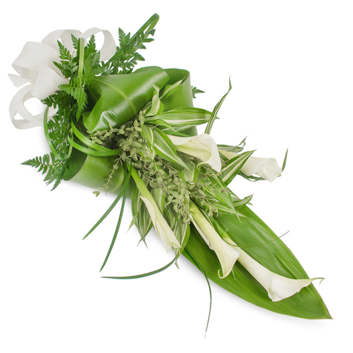 A long, elegantly composed hand-tied bouquet combining pristine white Calla Lilies and a lush assortment of greens, depicted on a stark white background to highlight every curve and vein. The lilies' trumpet-shaped blooms form the central statement, their smooth, waxy surfaces catching a soft, diffused light that defines each petal's gentle curve as they drift downward along the right-hand side. Beneath and around them, large glossy tropical leaves-carefully folded and layered-give the design weight and structure, while delicate, feathery fern fronds and fine, wiry grass blades provide contrast and airiness. Variegated foliage with green-and-cream striping moves light into the composition's middle register, and clusters of small, light-green sprigs fill gaps with a soft, almost frothy texture. A generous off-white ribbon, woven like linen, is tied at the upper left, its soft loops echoing the lilies' refined shapes and adding a cottage-crafted touch. The overall impression is contemporary refinement with a serene temperament: suitable as a bridal accent for a minimalist ceremony, an elegant anniversary gift, or a composed sympathy spray. Crafted in the spirit of neighbourhood floristry, this is the kind of piece Grove Park Florist might prepare for customers collecting by Grove Park station or requesting discreet delivery across SE12 - a calm, tactile arrangement that speaks of care, quiet beauty, and the green hum of local parks nearby.