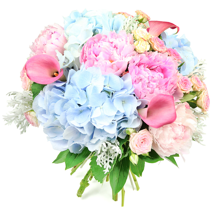 This sumptuous bouquet, photographed upright against a clean white background, showcases a carefully balanced blend of colour, texture, and shape. At the heart of the arrangement, broad clusters of powder blue hydrangeas form plush, rounded masses, their numerous tiny florets giving the impression of soft, airy clouds drifting across a clear sky. Hugging these generous mounds are lush pink peonies, their petals spilling out in layered ruffles that range from delicate blush to brighter, more playful pink, evoking the romance of a stroll through the gardens near Grove Park on a mild spring day. Threaded throughout, smaller roses in gentle blush and creamy yellow nestle between the larger blooms, adding fine, intricate spirals and subtle shifts of tone that reward a closer look. Rising from the rounded base, sleek coral-pink calla lilies arch gracefully, their trumpet-shaped blooms and smooth surfaces standing in stylish contrast to the more frilled textures around them, introducing a touch of contemporary design. Silvery-green dusty miller foliage, with its soft, velvety appearance, peeks between flowers, cooling the palette and adding a hint of frosted charm, while darker green leaves frame the composition and lend it a natural, garden-fresh foundation. The stems are clearly visible at the bottom, gathered and bound in the manner of a hand-tied bouquet, ready to be carried into a celebration or placed in a favourite vase in a Grove Park living room. The overall impression is one of joyful abundance and elegant celebration, suitable for weddings along the Thames path, anniversary dinners, or thoughtful gifts that speak of affection, beauty, and new beginnings.