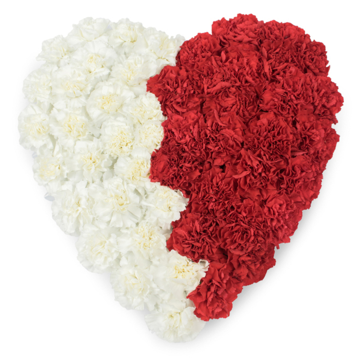 A striking, carefully constructed heart of fresh carnations fills the frame in this overhead shot, split cleanly into two vertical colour fields: the left side a smooth swath of creamy white carnations and the right a bold expanse of deep red. Where the two meet there is a distinctive serrated line-nine triangular points carved into the edge of the red section-giving the division a saw-tooth rhythm that immediately calls to mind the national flag of Qatar. Each blossom is visible: the frilled petals ripple outward in concentric waves, creating a densely textured surface that reads almost like embroidered fabric. The clean white background isolates the heart and heightens the graphic impact of the red-and-white contrast, while soft, diffused lighting reveals the carnations' delicate veining and the tender shadowing between blooms. This floral motif serves well for patriotic ceremonies, embassy receptions, or commemorative events, and would be equally appropriate for community gatherings in and around Grove Park, from small cultural evenings to larger celebrations across south-east London. The arrangement balances artistry with symbolism-the jagged seam references national identity while the carnation's inherent softness keeps the tone approachable and heartfelt. Visually arresting yet crafted with quiet care, the piece reads as both a work of floral design and a respectful emblem for civic observance or personal homage.