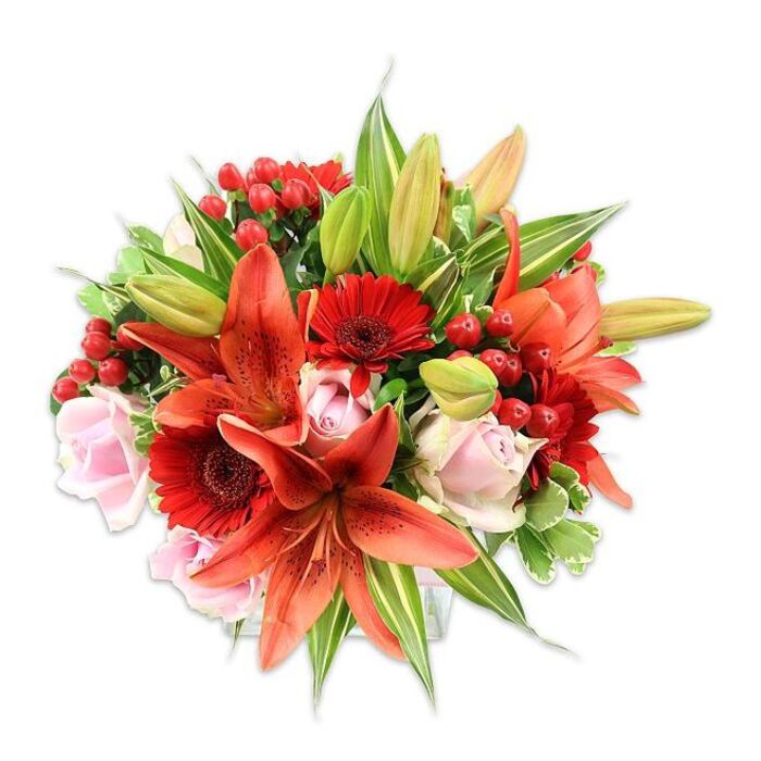 Set against a pristine white studio surface, this luxuriant bouquet presents a study in contrast and harmony: striking orange-red Asiatic lilies take centre stage with their large, recurved petals and subtle speckling, some blossoms wide open to reveal dark anthers, others closed as smooth green buds promising more blooms. Around them, vivid red Gerbera daisies add a contemporary punch - their many narrow petals create a sunburst around deep, almost-black centres that anchor the composition visually. Pale blush roses are tucked between these bolder elements, their concentric layers of velvety petals ranging from tight spirals to soft, open cups and lending a gentle, romantic note. Shiny red hypericum berries are dotted through the arrangement, their rounded forms providing a cheerful, festive texture against the petals' varied surfaces. The foliage is generous and texturally varied: long, linear lily leaves give height and sweep, while broader, solid green leaves and a few variegated stems with creamy streaks create depth and a cool counterpoint to the warm palette. The overall shape is full and dome-like, the flowers placed with precise spacing so colour moves naturally across the bouquet. Under soft, even lighting the colours appear saturated yet balanced, and the combined textures - waxy berries, silky rose petals, papery lily blooms and crisp greenery - invite both sight and touch. This arrangement feels ideal for meaningful celebrations or to brighten a home near Grove Park station or the adjacent nature reserve, reflecting the care of an experienced local florist.