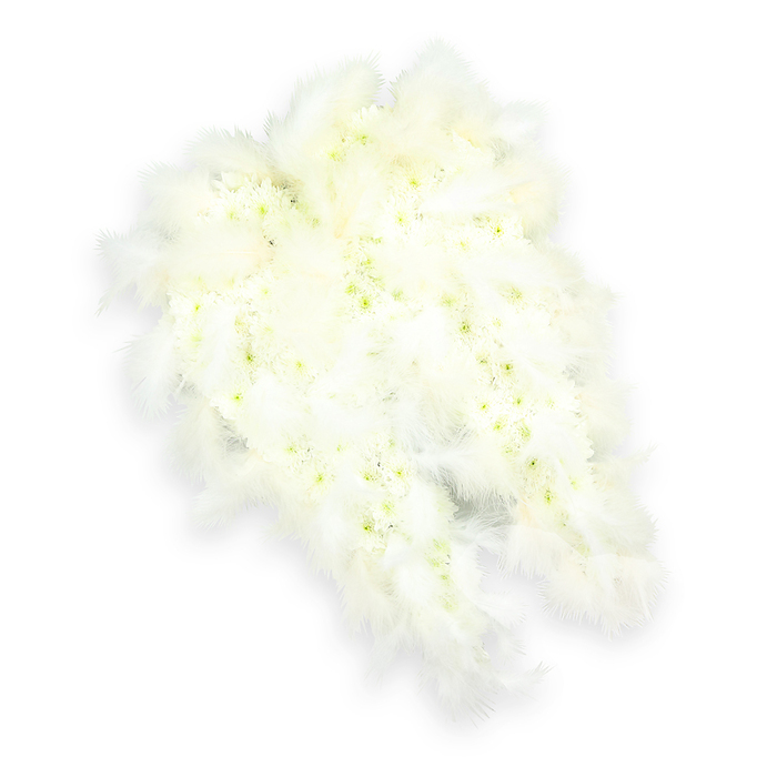 This photograph captures an exquisitely detailed angel-wing tribute designed for a funeral or memorial, presented on an immaculate white background that enhances its serene beauty. The wings are arranged side by side, gently angling toward one another, as though poised to surround a cherished memory or name. Each wing is carefully filled with a dense carpet of small white flowers, tightly packed so that hardly any gaps are visible. The blossoms, much like miniature chrysanthemums or spray carnations, create a velvety texture, their petals slightly overlapping to form a soft, almost quilted appearance. Delicate touches of pale green and soft buttery yellow can be seen in some of the flower centers, evoking the natural freshness of seasonal stems gathered from a local Grove Park florist early in the day. Around the wings' outer contours, a generous border of downy white feathers has been layered, their fine filaments fanning outward in irregular, feathery edges that catch the light. This contrast between the dense floral heart and the airy feather border gives the wings both structure and an ethereal, floating quality. A subtle, gentle shadow underneath adds depth, making the design appear as if it could lift slightly from the surface. The overall composition is simple yet highly symbolic, free from any distracting elements so the eye remains focused on the angelic form. It feels as though these wings could belong at the front of a quiet Grove Park service, near the altar or a framed photograph, conveying messages of peace, protection, and the hope of a safe passage to a place of rest. The pure white palette underscores the themes of innocence, remembrance, and a love that continues beyond farewell.