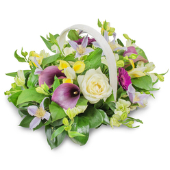 In this high-resolution funeral flower image, a light-coloured woven basket with an elegant arched handle sits on a smooth white surface, its natural shadow softly anchoring it to the scene. The arrangement inside is thoughtfully composed, reminiscent of the careful work done in a small Grove Park flower shop preparing tributes for local services. At its centre rests a creamy white rose, the petals tightly yet gently spiralled to create a calm, focal bloom. To either side, deep purple calla lilies extend upward in graceful curves, their trumpet-like forms adding depth, sophistication, and a sense of quiet drama often chosen for remembrance ceremonies near Grove Park station. Intertwined among these prominent flowers are pale lilac and lavender clematis, each star-shaped blossom spreading delicate, pointed petals around a modest yellow centre. Splashes of bright yellow, from clusters of freesia or alstroemeria-style flowers, punctuate the design and introduce soft cheer and warmth. A single magenta gerbera daisy stands out towards the right, its narrow, radiating petals forming a vivid disk that catches the eye like one especially treasured memory. Everything is nestled into a rich cradle of greenery: broad, glossy dark green leaves offer structure, while fine, lighter green sprigs and shoots create texture and a feeling of natural abundance. The bouquet forms a rounded, slightly mounded silhouette, suggesting fullness and care rather than extravagance. Bathed in even, neutral lighting, the colours appear true and the textures of velvety calla lilies, silky rose petals, and smooth foliage are clearly visible. This arrangement conveys sympathy, gratitude, and support, ideal for delivery to a grieving family home in Grove Park or placed alongside photographs and candles at a local memorial service.