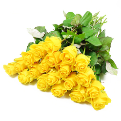 A lush gathering of approximately twenty-four yellow roses is displayed against a pure white background, creating a calm, luminous composition that feels as tranquil as an early morning walk through Grove Park by the river. The roses are artfully grouped so that their faces turn gently outward, forming a broad, rounded cluster of colour. Some blooms are in tight bud, their petals smooth and closely layered, while others are just beginning to open, revealing intricate spirals of golden yellow that seem to hold a tender, private glow. The colour is warm but restrained, less the bright flash of midday sun and more the soft radiance of dawn, which makes this bouquet particularly well-suited for sympathy occasions when gentle reassurance is needed. Around the flowers, sturdy dark green leaves nestle in and around each stem, introducing texture and depth as they overlap, twist slightly, and catch tiny highlights along their edges. Here and there, paler leaf undersides add a whisper of sage and silvery green, breaking up the darker tones in a way that feels natural and unforced. At the far side, the straight, pale green stems gather together, hinting at the structure beneath the blooms and evoking the quiet efficiency of a local Grove Park florist preparing the bouquet for delivery to a funeral service or a home along the quiet residential streets nearby. The white backdrop amplifies the emotional tone: serene, reflective, and dignified. These yellow roses seem to say, without words, that memories are cherished and that even in grief, a small, steady light of hope and affection can remain.