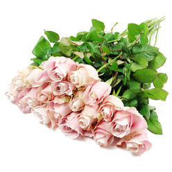 A serene bouquet of approximately two dozen blush pink roses rests diagonally across a spotless white surface, like a sympathy tribute momentarily placed on a table in a Grove Park home. The roses are gathered so that their heads create a lush, full cluster to the lower left, with the long, straight stems trailing away towards the upper right. Each bloom is a study in quiet elegance: petals unfurl in precise spirals, velvety to the touch, transitioning from a very pale, almost porcelain pink on the outer layers to a slightly deeper, dusty rose tone near the heart, where hints of cool lavender appear in the shadows. Some of the blossoms remain reassuringly closed, their centres still hidden, while others open just enough to reveal the intricate layering that defines premium long-stemmed roses. Around the blooms, dense, dark green leaves form a natural frame, their smooth surfaces catching the light and their strong midribs adding structure. These leaves cluster thickly along the stems, underlining the freshness of the cut flowers. The lighting in the image is bright yet soft, evenly spread so that every petal edge and leaf vein is visible against the white backdrop, which lends a feeling of clarity and calm. There is a sense of gentle stillness in the composition, making it especially suited for pages about condolence messages, funeral flowers, or thoughtful sympathy deliveries within Grove Park and nearby areas, where sending a bouquet like this can offer comfort, remembrance, and a quiet expression of care.