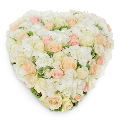 Seen from a slightly elevated overhead angle on a pure white background, this heart-shaped arrangement unfolds like a whispered message of care. The base is a plush field of white hydrangea florets whose cloud-soft texture cushions dozens of roses arranged with quiet discipline; their spiralled centres and velvety outer petals range from radiant white and creamy ivory through palest peach to a tender blush pink, forming a gentle ombre that carries a calming warmth. Small clusters of variegated deep-green foliage glance through the petals, providing subtle contrast and the impression of living depth beneath the surface. The blooms are placed with seasoned judgement-tight buds sit alongside generous open roses-so the heart reads as both lush and intentionally composed. Lighting from above creates a soft shadow beneath the edges, accentuating the arrangement's rounded form and the careful layering achieved by an experienced hand. There is a clean, floral scent suggested here: the sweet, rounded perfume of roses tempered by the cool, leafy freshness of hydrangea and foliage. Emotionally, the piece communicates compassion and peace; it's the kind of tribute often requested for funerals, anniversaries of passing, or quiet bedside vigils in the Grove Park area, not far from local green spaces such as the Nature Reserve and Chinbrook Meadows. Prepared with attentive craftsmanship, this heart-shaped design comforts through simplicity and soft colour, offering a restrained yet deeply felt expression of sympathy and love.