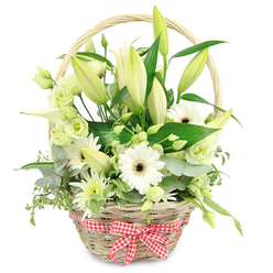 Centred against a bright white background, a hand-woven wicker basket in pale, honeyed tones is filled to the brim with white and green flowers, the kind of carefully balanced design often requested by families around Grove Park for anniversaries and special occasions. The basket's handle rises smoothly over the arrangement, and at its base a red and white checked ribbon wraps around, knotted in a precise bow that lends a nostalgic, kitchen-table warmth, as if it could have been carried home from a nearby market. From the centre come tall white lily buds, elegant and elongated, some just splitting at the tips to reveal the creamy petals inside, others still firmly wrapped in a protective, pale green sheath. These are surrounded by bright white Gerbera daisies, each bloom a perfect circle of slender petals around a dark, dramatic centre that anchors the composition. Soft lisianthus blooms in white and cool, pale green nestle between the larger flowers, their frilled petals creating gentle swirls and pockets of texture. A refined white calla lily curves in a sculptural arc, adding modern flair, while small, spiky chrysanthemum-like flowers in white and green act as delicate filler, touching every space with a hint of movement. The foliage is lush and varied: bluish-green eucalyptus leaves with a powdery appearance, variegated greenery with light edges that catch the light, and deep green leaves that cradle the design. The contrast of natural wicker, fresh whites, and layered greens gives the basket a clean yet comforting feel. It would sit beautifully on a dining table during a quiet anniversary dinner in a Grove Park home, or on a sideboard as a calm, reassuring presence, conveying messages of purity, appreciation, and gentle support.