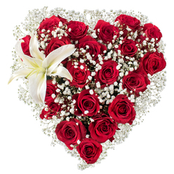 At first glance this composition is a heart-shaped study in contrasts: rich, deep red roses densely packed to form the core, softened and brightened by halos of tiny white gypsophila, all set against a pristine white backdrop. The roses vary from tight buds to fully opened flowers, their velvety petals catching gentle light and revealing subtle shadows where petals overlap. Interlaced between those larger heads, the delicate, cloud-like sprays of baby's breath breathe lightness into the design, creating negative space that lets each rose read as an individual while supporting the heart's unified silhouette. In the upper-left arc a single, majestic white lily unfurls; its broad, clean petals carry a faint wash of creamy yellow toward the centre and frame prominent yellow stamens that draw the eye like a quiet focal point. The visual texture moves from the lush, velveteen fullness of roses to the feathered lace of gypsophila and the lily's smooth, waxy planes, offering tactile variety even to someone relying solely on description. Imagine the bouquet resting on a delivery bench at Grove Park station on a misty morning-its scent would be a layered conversation of deep rose perfume and the fresher, green-sweet lily. This piece is tailored to intimate, romantic gestures-anniversaries, vows remembered, or words unsaid-and reflects the careful hand of a neighbourhood maker in Grove Park, ready for local delivery to Hither Green, Lee, or nearby homes.