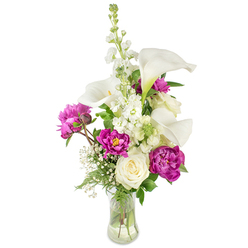 Seen as a layered story of scent, colour and line, this bouquet stands in a transparent glass vase where the stems show through and water adds a cool gleam. White calla lilies form the sculptural spine: their trumpet silhouettes and faint yellow spadices have a near-porcelain finish and a clean, modern grace. Behind and between them a tall column of white stock provides a soft, fragrant texture through its clustered florets, giving vertical movement and a gentle, old-fashioned perfume that mingles with the richer notes. Deep magenta or fuchsia peonies anchor the arrangement with lush drama - two large peonies are fully open, their velvety petals layered and luminous, while a small, tight bud hints at next week's bloom. Nestled low is a creamy white rose, its compact spiral of petals offering a serene counterpoint to the peonies' exuberance. Sprays of baby's breath (Gypsophila) lace the bouquet with tiny white blossoms, adding an airy, cloud-like quality that softens the colour contrasts. Fresh green foliage, a mix of ferny fronds and broader leaves, frames each bloom and brings a garden-fresh vitality to the composition. The light here feels like a late-spring morning in Grove Park - gentle and optimistic - and the arrangement carries that local warmth, suitable for a Mother's Day tribute, anniversary, or thoughtful congratulations. As prepared by a practiced hand in Southeast London, it balances architecture and softness, scent and sight, with the attentive restraint of a neighbourhood florist's signature touch.