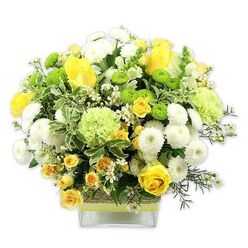 A cheerful, meticulously composed bouquet of yellow, white, and green flowers fills a square clear glass vase, its rounded, dome-like shape giving a sense of fullness and generosity. Prominent yellow roses, some open and layered, others still unfurling, provide a warm, golden focal point that immediately draws the eye. Around them cluster smaller yellow spray roses, their many petite blooms lending delicacy and richness, like a chorus supporting a soloist. Between these, plush white pompom chrysanthemums add rounded, cushiony forms that bring calm and structure to the design. Popping through the whites and yellows are vivid lime green button chrysanthemums, compact and spherical, along with larger, soft pale green blooms resembling ruffled carnations or decorative green mums, introducing fresh, contemporary notes. The arrangement is wrapped in a lush collar of foliage: broad, variegated leaves with creamy edges and slender, darker green sprigs weave through the flowers, offering contrast and a sense of movement, as if they were gathered from a leafy corner of Grove Park. Tiny, star-shaped white filler flowers are scattered lightly across the bouquet, providing a fine, airy texture that softens the interplay of larger petals. The stems can be seen clearly through the water in the glass vase, while the middle of the container is encircled by a rustic, bark-like band of natural fibre, finished with a bright green ribbon that harmonises with the lively green blooms. Set against a clean white background, every colour appears extra vivid, and the textures-from silky rose petals to feathery foliage-become especially noticeable. The piece feels ideal for brightening a living room near Grove Park station, welcoming a new baby in nearby Chiswick, or offering a thoughtful, uplifting message to someone who needs a gentle reminder of hope and renewal.