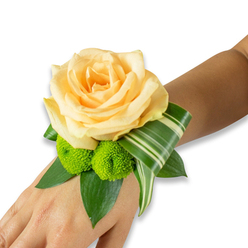 The composition of this wrist corsage reads like a small study in contrast and harmony, carefully poised on the inner wrist against a neutral white background. Dominating the design is a large, open rose in a pale peach-to-light-apricot hue whose layered petals form a tender, inviting centre; the petal edges are soft and slightly cupped, catching light to create a subtle, luminous warmth. Nestled just below and to the left, two lime-green button chrysanthemums - cheerful pom-poms with compact, radial petals - introduce a spirited textural counterpoint, their bright colour punctuating the rose's gentle softness. Anchoring the flowers are deep green foliage elements: broad salal- or ruscus-like leaves form a verdant cradle and give the corsage depth, while a sculptural variegated leaf, striped with creamy white, is folded into an elegant arc that sweeps around the wrist and gives the piece a contemporary graphic line. The fastening is concealed beneath the greenery, leaving only the flowers and folded leaf to articulate the silhouette against the wearer's skin. The scent is implied rather than loud - a faint rose note with green, cut-leaf freshness - and the finish reads refined and wearable for ceremonies, first dances or portrait moments. This is a thoughtful, tactile corsage that balances classic romance with a modern edge, made to be held in memory as much as worn.