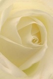 This evocative image draws you deep into the spiraled heart of a cream-white rose, as if standing at the threshold of its petals just after dawn in Grove Park. Each winding layer feels delicate and freshly kissed by morning, illuminated by natural light that brings a gentle luminescence to the ivory folds. Subtle shadows lend a touch of drama, while the overall mood is serene and contemplative-echoing the peaceful character found walking alongside the Thames Path nearby. The rose's tranquil beauty makes it an extraordinary choice for conveying reverence, admiration, or celebrating new chapters, whether for a close friend on Strand-on-the-Green or a quiet occasion at a local Grove Park café. The barely-perceptible scent hints at hopefulness and comfort, while the close perspective showcases not only the bloom's flawless form but also the careful artistry and personal touch that define the creations of Grove Park Florist. It's a portrait of pure feeling and craft, made tangible for every special moment in the heart of Grove Park.