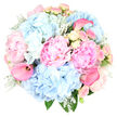 A graceful, pastel bouquet is shown against a bright white background, its rounded shape and careful balance immediately catching the eye. At its core, large blush pink peonies bloom in full splendour, their abundant, ruffled petals layered so closely that each flower appears like a soft, textured cushion of colour. Encircling them, generous clusters of sky blue hydrangeas extend outward, each globe formed from countless small petals that overlap to create a billowing, cloud-like appearance, lending volume and a cooling blue tone to the design. Woven delicately between these focal blooms are petite spray roses in blush pink and light creamy yellow; some roses are still buttoned tight, while others are beginning to unfold, forming miniature spirals that add detail and a sense of gentle progression. A few bold hot pink calla lilies curve through the arrangement, their sleek, trumpet-shaped flowers and intense shade offering a modern contrast to the soft, romantic textures around them. At the base, Dusty Miller foliage in pale, silvery green with its velvety, lobed leaves is interspersed with deeper green foliage, adding subtle texture and depth while grounding the pastel palette. The bouquet, hand-crafted with evident expertise, feels perfectly suited to the calm, elegant character of Grove Park, as though ready to be carried to a riverside celebration near the Thames or a quiet family gathering just off Grove Park Road. With its serene tones and refined composition, this arrangement lends itself beautifully to anniversaries, special birthdays, or heartfelt gestures delivered to loved ones across Grove Park.