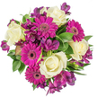 Seen directly from above against a clean white backdrop, this generous hand-tied bouquet reads like a small celebration: creamy ivory roses form a soft, luminous centre, their velvety petals spiralling in classic, tightly-coiled rosettes. Around them, vivid magenta gerbera faces open like joyful disks, each row of fine petals catching the light and pointing attention outward toward their darker, textured centers. Deep purple alstroemeria - delicate, trumpet-like and lightly marked - weave between the larger blooms, offering a cool, almost twilight note that complements the gerberas' exuberance. Varied green foliage - glossy broad leaves, slender blades and a few variegated strands - fills the spaces with a lush foundation, its waxy and feathered textures giving the arrangement depth and a fresh, garden-picked feel.
The bright white background isolates every hue so the fuchsia, royal plum and soft ivory read with crisp clarity; soft studio light highlights subtle shadows in the rose spirals and the gentle ridges of each gerbera petal. The bouquet carries a light, tea-rose fragrance tempered by green, leafy notes - the scent of cut flowers straight from a cool workbench. Emotionally it is unabashedly celebratory: appropriate for birthdays, anniversaries, a heartfelt thank-you or a spontaneous just because gesture. As a Grove Park floral design, it evokes local summer stalls and park benches near Chinbrook Meadows, where these colours often brighten the neighbourhood. The arrangement shows careful florist craft: balanced colour repeats, thoughtful textural contrast, and an airy fullness that keeps it elegant rather than fussy, ready to lift a room or make a recipient feel warmly remembered.