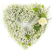 A heart-shaped tribute formed from an airy cloud of tiny white gypsophila (Baby's Breath) rests against a clean white background, its soft, pillowy texture suggesting weightless tenderness. Countless pinhead blooms cluster densely to define the full rounded heart, their frothy surfaces catching the light so the whole shape feels luminous and calm. Nestled into the upper right curve is a single, cream-white rose with petals tightly furled into a classical spiral; its velvet surface contrasts the feathery gypsophila and becomes an immediate focal point, quiet and dignified. Around the rose, glossy dark green ivy leaves with their lobed contours and subtle variegation arc gently, adding a timeless, grounding presence. Pale green, narrow-leafed sprigs - reminiscent of eucalyptus - trail diagonally down the right side, their soft, matte texture introducing a delicate rhythm of shape and movement. The lighting is even and bright, revealing the pristine whites and the cool greens while suggesting a soft, fresh fragrance of garden roses and meadow air. As a florist would say, the composition balances cloudlike softness with a single bloom of reverent focus, conveying purity, remembrance, and understated love. This piece reads as a sympathy or memorial arrangement: simple yet carefully considered, suited for funeral services, tributes at a chapel, or a quiet condolence left near Grove Park station or the nature reserve. The overall impression is one of peaceful respect - an elegant, tactile gesture that speaks of enduring affection without words.
